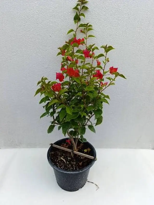 Red bougainvillea with crimson bracts in a large pot