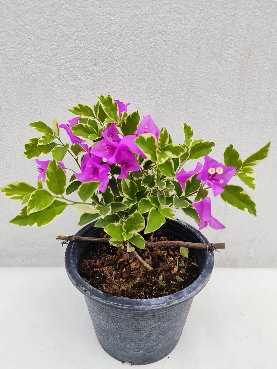 Variegated purple bougainvillea grown at the Kaashidhoo nursery