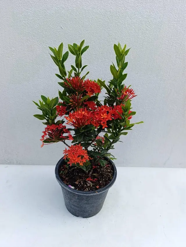 Red ixora with dense star-shaped flower clusters